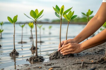 Person planting mangrove seedlings along a serene shoreline, promoting environmental restoration