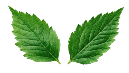 Close-up of two vibrant green leaves,  sharply focused,  with serrated edges,  symmetrical arrangement