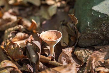 Funnel-billed talker (Clitocybe gibba) in its natural environment