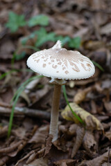 A young parasol mushroom (Macrolepiota procera) on the forest floor