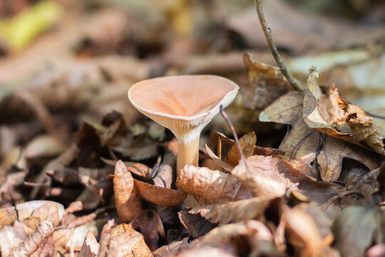 Funnel-billed talker (Clitocybe gibba) in its natural environment
