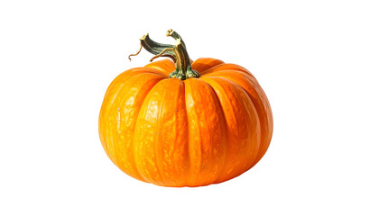 Fototapeta premium Round orange pumpkin with twisted stem sits on black background