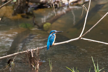 Common kingfisher perched on a tree twig