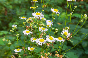 Small-petaled lepidopteran in its natural environment © Aleksey Bukreev