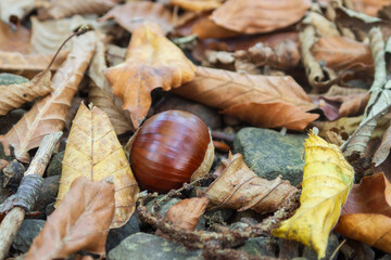 Sweet chestnut (Castanea sativa) on the forest floor