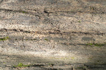 Natural wood background with lichen patterns