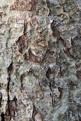 Natural wood background with lichen patterns