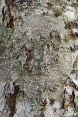 Natural wood background with lichen patterns