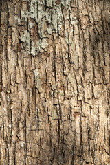 Natural texture of tree bark