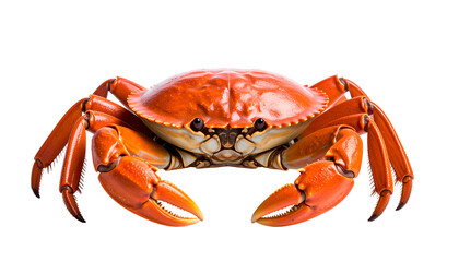 Bright orange crab with large pincers against a black background