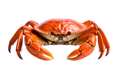 Bright orange crab with large pincers against a black background