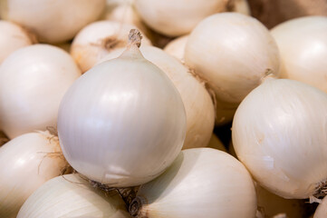 Natural fresh onions, lying in a pile, onions for sale by weight. A top-side view of the round white bulbs, clean vegetables