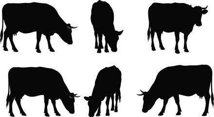 Black cow silhouettes in various standing and grazing positions, livestock animals, rural farm life, agriculture, countryside nature, vector illustration artwork design