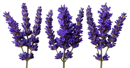 Close-up of three sprigs of vibrant purple lavender.  Each sprig displays tightly clustered flower spikes against a plain black background