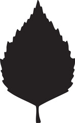 Fototapeta premium Birch leaf vector illustration on white background