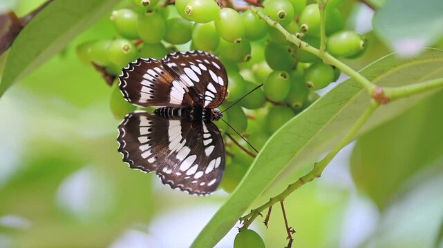 Common Sergeant butterfly (Athyma perius) spreading wings and feeding on tropical berries in slow motion