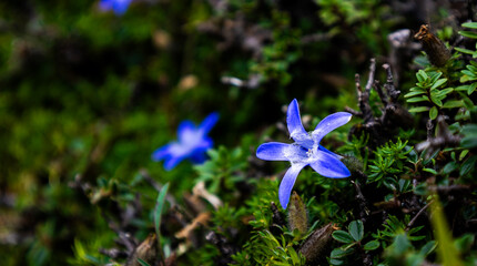 A stunning close-up of Cyananthus microphyllus, the Mountain Bluebell, blooming in the lush green outdoors. Perfect for showcasing vibrant alpine flora, high-altitude ecosystems.