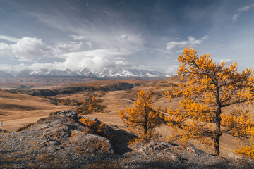 Golden larch trees stand out in the Altai mountains during autumn. Snow-capped peaks create a stunning backdrop against a sky filled with clouds.
