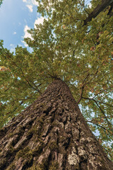 Old Moss-Covered Tree Trunk Reaching to the Sky