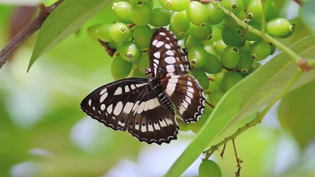 Common Sergeant butterfly (Athyma perius) slowly moving on branch in slow motion