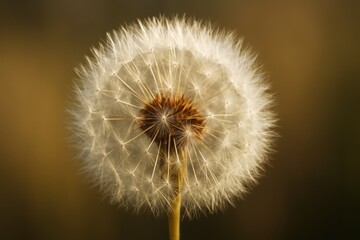 Close-up of a dandelion seed head with delicate white filaments against a soft brown background with natural light and abstract detail. Ai generative