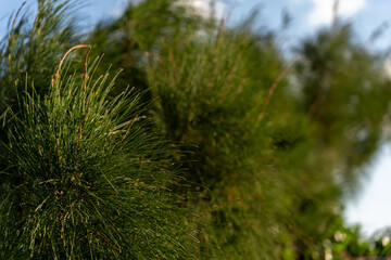 filao plant in mauritius