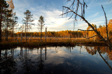 A swamp on a sunny autumn evening. Autumn landscape.