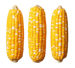 Three whole corn cobs, yellow and white kernels, displayed in a row