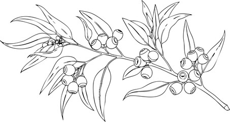 Delicate eucalyptus branch with berries and leaves, elegant botanical line art for naturalistic designs and organic branding projects. © Artesian Edge