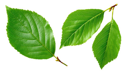 Fototapeta premium Close-up of three vibrant green leaves