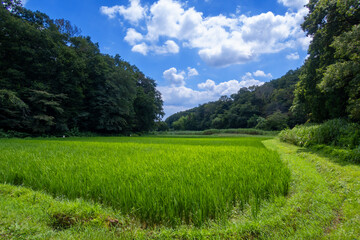 田園風景