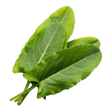 Bunch of fresh green sorrel leaves with visible veins on background herb