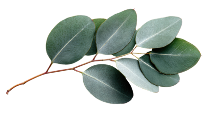 Close-up of a eucalyptus branch with leaves.  Soft, muted tones of green and light reddish-brown.  Dark background isolates branch