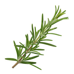 Fototapeta premium Fresh green rosemary sprig with needle-like leaves on background herb plant 1