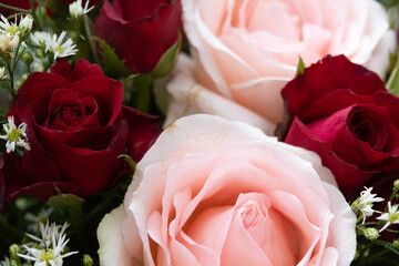 Close-Up of Pink Rose And Red Rose