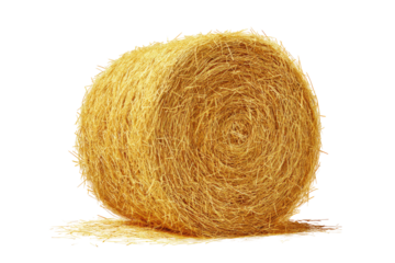 Round bale of straw, golden yellow, tightly wound, slightly irregular shape