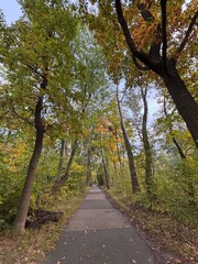 road in autumn forest