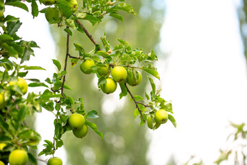 Harvest of apples on a plantation in the garden. Fruit trees with apples. Ripe fruits on the branches of a tree. Gardening in agriculture.