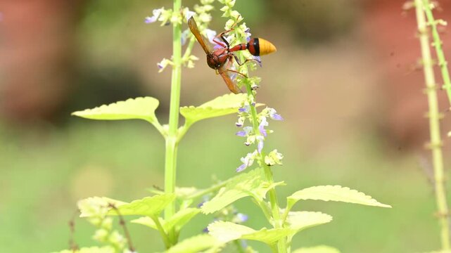 Delta conoideum or&nbsp;mason wasp sucking juice of flower. It is a&nbsp;species&nbsp;of potter wasp in the subfamily&nbsp;Eumeninae&nbsp;of the&nbsp;family&nbsp;Vespidae. An insect sucking the juice of a flower. Delta pyriforme.