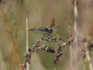 Schwarze Heidelibelle - Black Darter