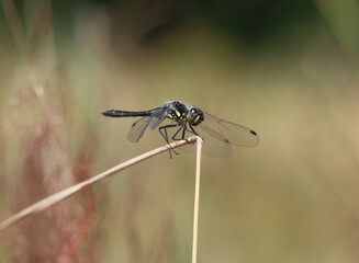 Schwarze Heidelibelle - Black Darter