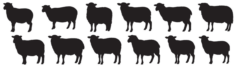 sheeps silhouette on white background