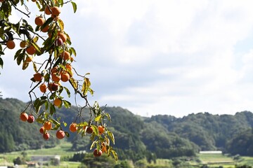黄居に色づく秋の果実　柿