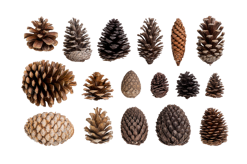 Assorted pine cones, various sizes and colors, arranged in a grid pattern on a plain background