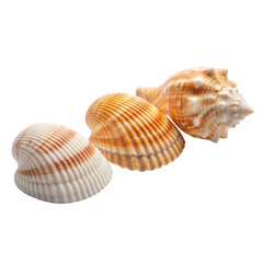 Obraz premium Three textured seashells with orange and stripes on background ocean beach