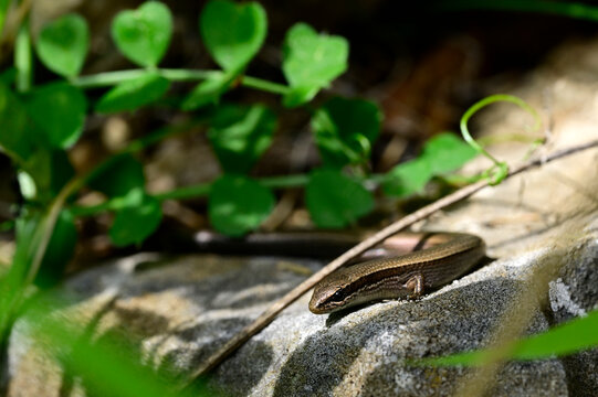 European snake-eyed skink // Johannisechse (Ablepharus kitaibelii) - Peloponnese, Greece