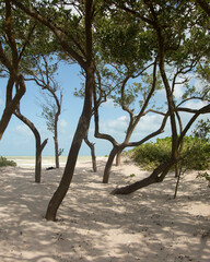 Nature reserve and beautiful beach in Río Lagartos on the Yucatan Peninsula in Mexico.