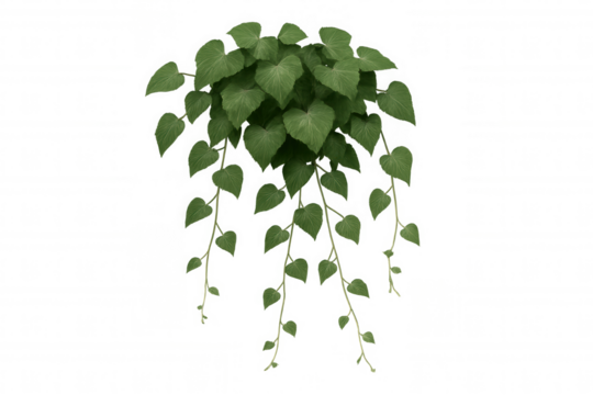 Green hanging houseplant, fresh foliage trailing vine, providing natural decoration on transparent background - Powered by Adobe