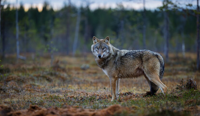 wolf in a meadow in finland