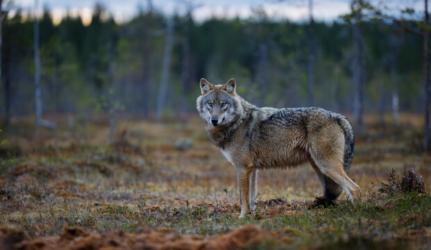 wolf in a meadow in finland
